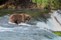 Waiting for leaping salmon