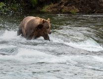 On the lip, waiting for leaping salmon