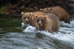 Mother and second year cubs, as a group a force to be reckoned with in the falls