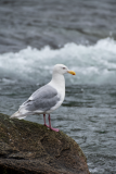 Glaucous-winged-gull