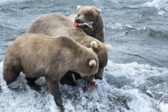 Mother-and-Cubs-1