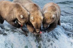 Mother-and-Cubs-2