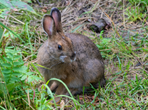 Snow-Hare-Summer