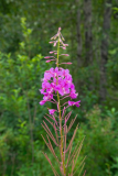 Fireweed-2