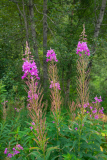 Fireweed