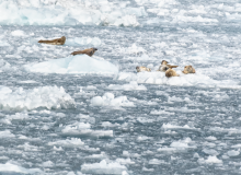 Harbor-Seals-Moms-and-Pups-in-front-of-Glacier