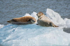 Harbor-Seals