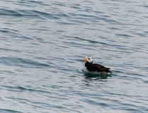 Horned-Puffin