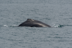 Humpback-Whale