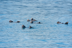 Raft-of-Sea-Otters