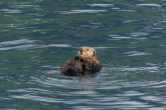 Sea-Otter-2