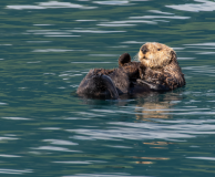 Sea-Otter