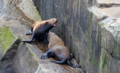 Steller-Sea-Lion-Dispute