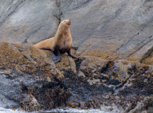 Steller-Sea-Lion-Enjoying-the-Sun