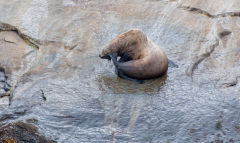 Steller-Sea-Lion-Scratch