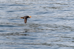 Tufted-Puffin-with-fish-on-the-wing