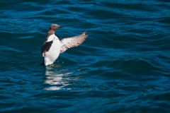 Common Murre