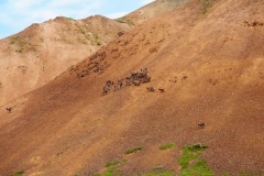 Denali Caribou Herd On Mountain