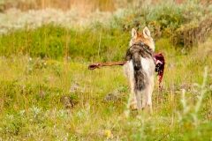 Denali Caribou Its Whats For Dinner