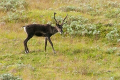 Denali Caribou