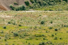 Denali Grizzley And Cub 500 Yards