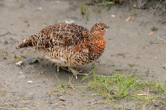 Denali Willow Ptarmigan