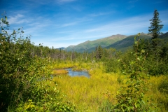 Eagle River Nature Center Trail Landscape 2