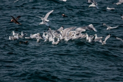 Glaucous-winged Gulls and Puffin Feeding Frenzy