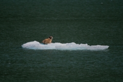 Harbor Seal on Ice