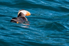 Horned Puffin