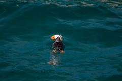 Horned Puffin Resurrection Bay Alaska