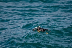 Horned Puffin Searching for Food