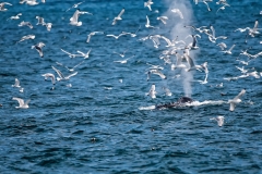 Humpback Whale Blow Joins Feeding Frenzy