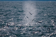 Humpback Whale Blow