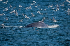 Humpback Whale Breach 2