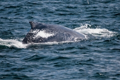 Humpback Whale Breach