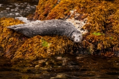 Steller Sea Lion 2