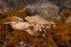 Steller Sea Lion