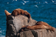 Steller Sea Lions