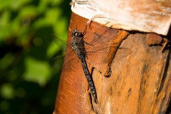 Thunderbird Falls Trail Dragonfly Hanging on to Birch Bark