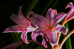 Flower Daylily Fractalius