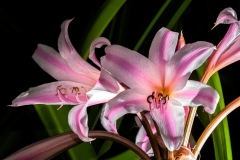 Flower Daylily Watercolor