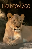 Lion Looking Left Houston Zoo Fine Touch