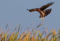 Northern Harrier Ready to Pounce