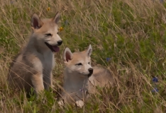 Wolf Pups