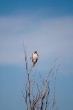 BBNPGlenSpringsRoadRed-TailedHawk