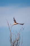 BBNPGlenSpringsRoadRed-TailedHawk2