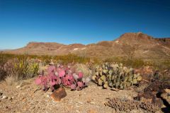 BBNPMaxwellRossScenicDriveDesertPlants