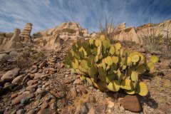 BBSPCactusAndFormations