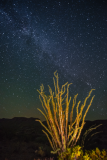 Star and cactus composite, Big Bend Ranch State Park